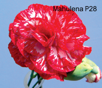 Karafit Mahulena P28